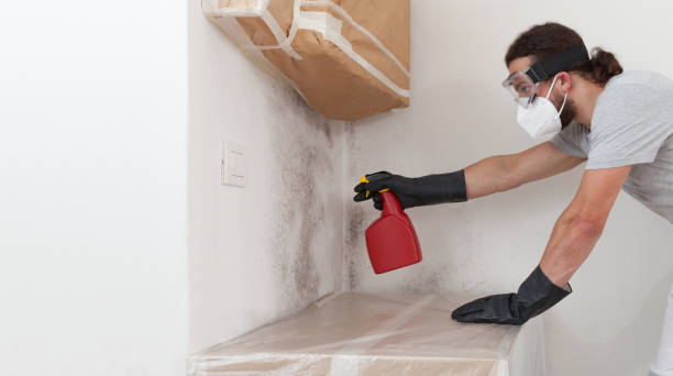 Professional Basement Mold Remediation technician working in Kirkland, IL