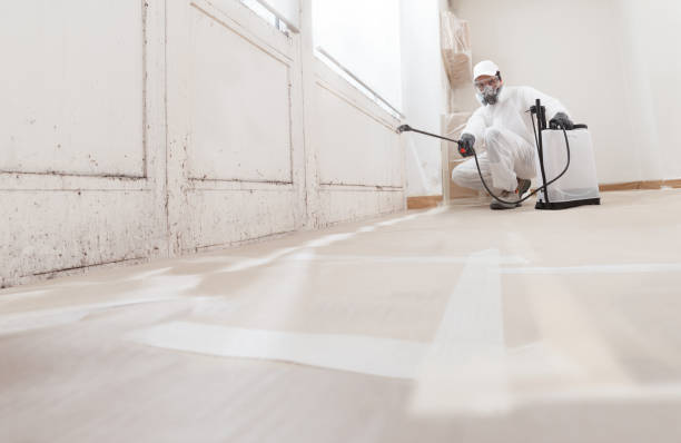 24/7 Emergency Basement Mold Remediation experts in Kirkland, IL